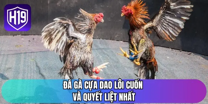 Đá gà cựa dao lôi cuốn và quyết liệt nhất