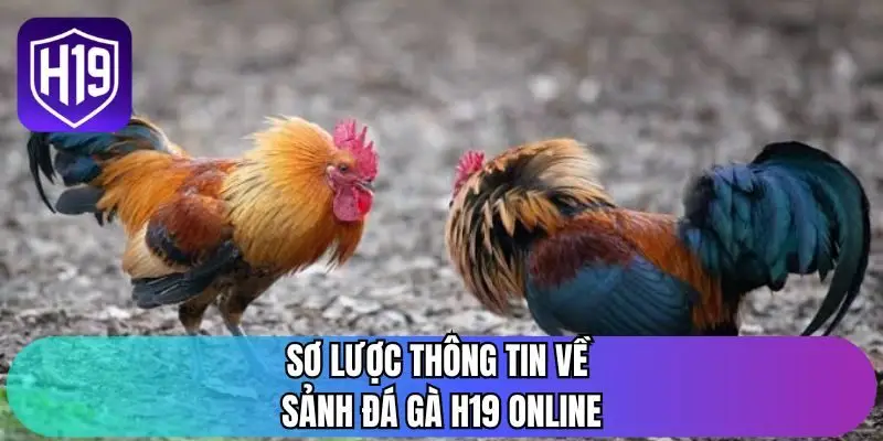 Sơ lược thông tin về sảnh đá gà H19 online